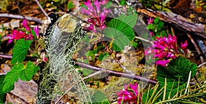 Cascade Forest Flora