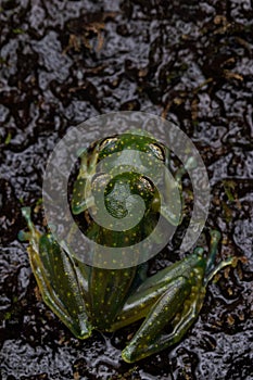Cascade glass frogs in amplexus near a jungle waterfall in Costa Rica