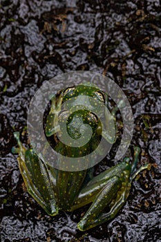 Cascade glass frogs in amplexus near a jungle waterfall in Costa Rica photo