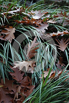 Cascade of leafs