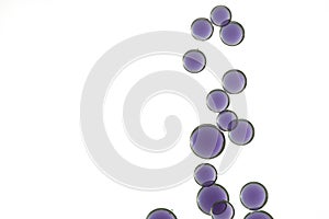 Lilac bubbles cascade