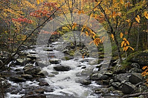 Cascade in Little Pigeon River in the Autumn