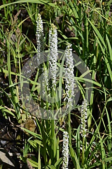 Cascade Mountain Jewels: Camas Species