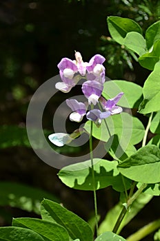 Cascade Mountain Jewels: Sweet Pea; Lathyrus species
