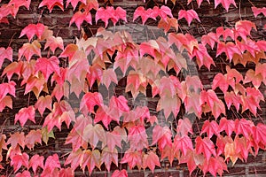 Cascade of Red Leaves Closeup