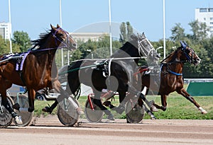 Cascade of three trotters on the move. Horse trotter breed in motion om hippodrome.