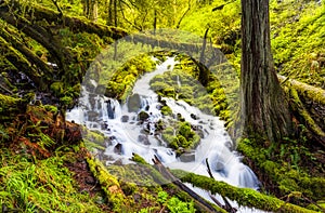 Cascade waterfalls in Oregon forest hike trail