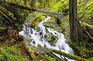 Cascade waterfalls in Oregon forest hike trail