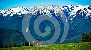 Cascades of Hurrican Ridge