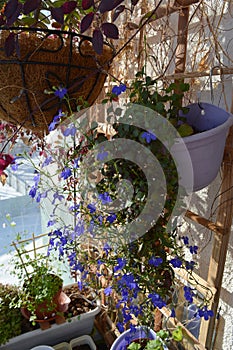 Cascading ampelous lobelia against the background of a wooden lattice. Balcony floriculture. Beautiful vertical photography