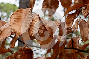 Cascading Bronze Autumn Foliage in the Forest