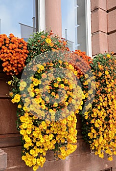 Cascading Chrysanthemums