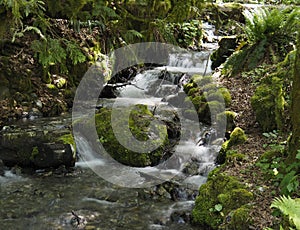 Cascading creek in Bridal Veil Falls Provincial Park