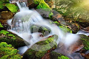 Cascading creek in a forest