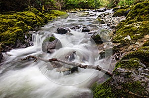 Cascading creek in Tollymore Park