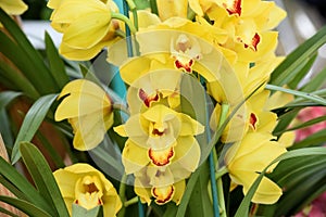 Growing Cymbidium Orchids or Boat Orchid multiple blooms photo