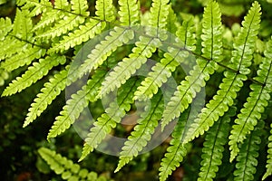 Cascading fern leaves.