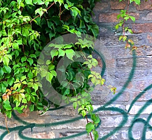 Cascading green foliage covering wall in the summer shushing