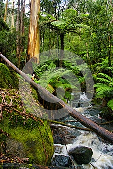 Cascading mountain stream in a dense rainforest, Victoria, Australia