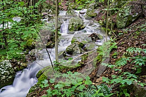 Cascading Mountain Trout Stream