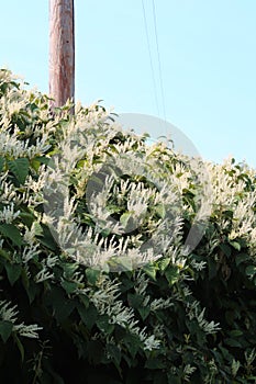 Cascading overgrowth of invasive Japanese knotweed in autumn bloom