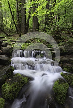 Cascading stream in a California forest