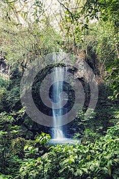 Cascading water in a tropical jungle