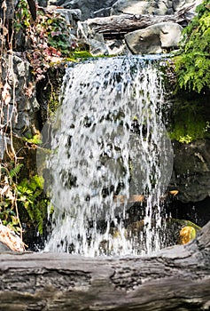 Cascading waterfall in forest moss near log