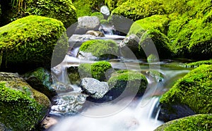 Cascading Waterfall Fresh Nature Green Environment Concept