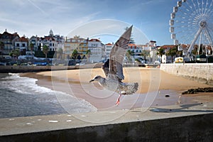 Cascais Seaguls