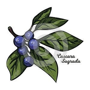 Cascara Sagrada bearberry plant with green leaves isolated vector illustration. Rhamnus purshiana, cascara buckthorn sagrada and photo