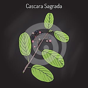 Cascara sagrada Rhamnus purshiana , or persian bark, medicinal plant photo