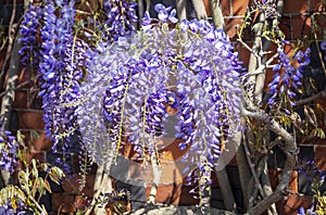 Casccading clusters of purple Wisteria flowering plant. photo
