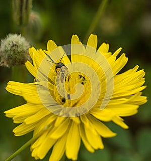 Case-bearing Leaf Beetle on Asteraceae flower