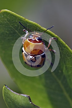 Case-bearing Leaf Beetle in Everglades National Park, Florida photo