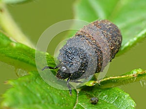 Casebearing Leaf Beetle Larva