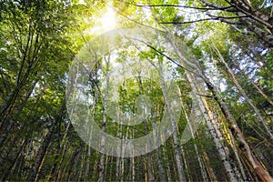 Casentino Forest in summertime (Emilia Romagna). Color image