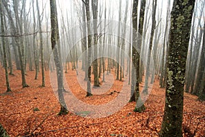 Casentino forest waterfalls