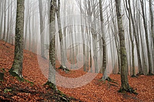 Casentino forest waterfalls