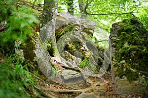 Casentino secular forest, one of the largest forest in Europe, extraordinarily rich in flora and fauna. Foot trail around La Verna