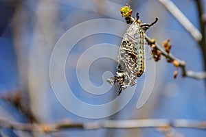Caseworm of caterpillar on the tree