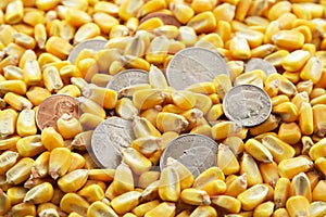 Cash Corn Crop