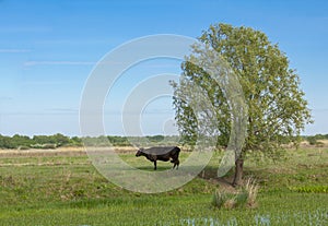 A cash cow stands in the shade of a tree on the shore of a lake against the backdrop of a pasture