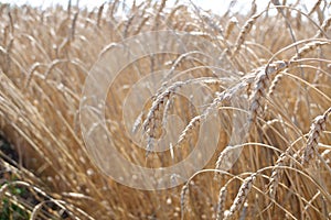 Cash crop. Wheat in the field. Growing wheat in an organic way. Golden ears