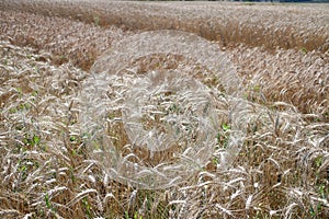 Cash crop. Wheat in the field. Growing wheat in an organic way. Golden ears