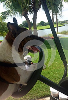 Cash the Jack Russell terrier driving a golf cart- dog driving golf cart
