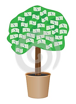 Cash tree in a pot