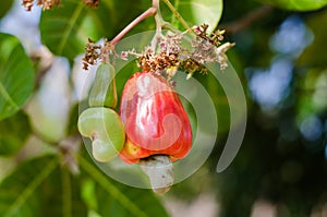 Cashew apples hanging from the branch