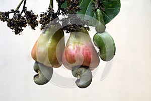 Cashew- apples,tender and matured nuts