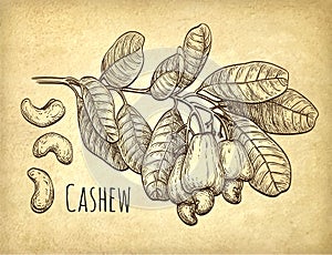 Cashew branch and nuts.